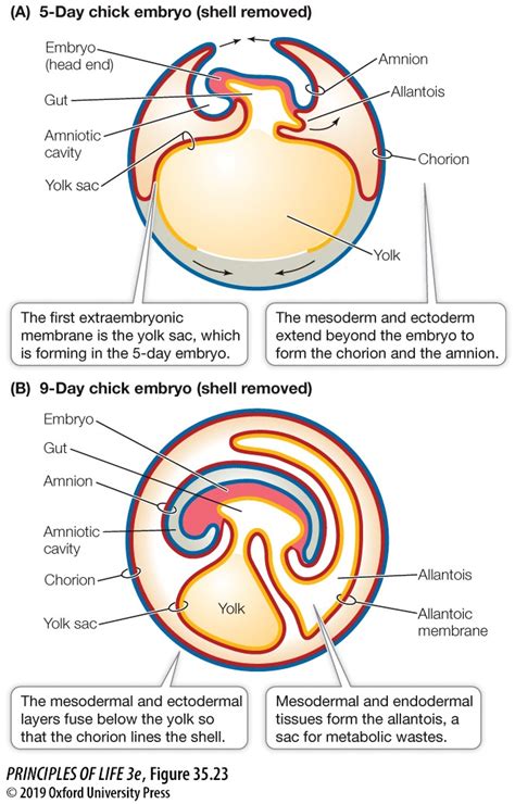 Organismal Bio Embryology