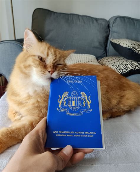 This Cat Just Got Its Official Malaysian Passport Heres How Your