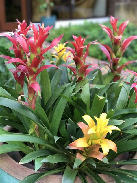 Much Needed Tips On How To Plant Bromeliad Pups Are Right Here Gardenerdy