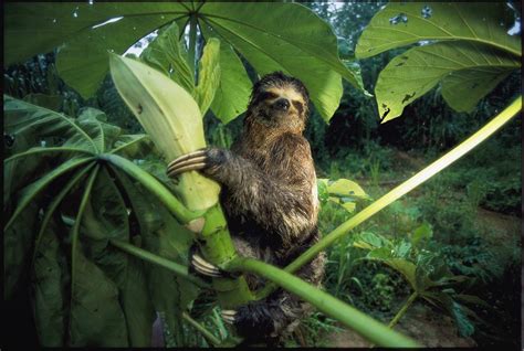 A Three Toed Sloth Feeds On The Leaves Photograph By Joel Sartore