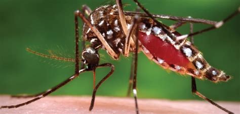 The Zika Virus What Is Our Risk Here In Michigan My City Magazine