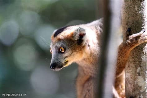 Male Crowned Lemur Eulemur Coronatus Madagascarankarana0226