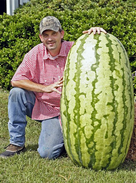 North Carolina Giant Watermelon 10 Seeds Huge 200 Lbs Ebay