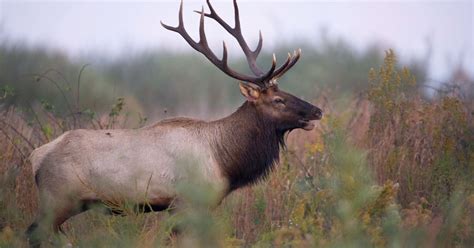 Kentuckys Elk Population Hunting Regulations Subject Of Upcoming Meeting