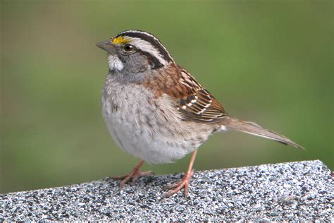 White Throated Sparrow Ontario Backyard Birds Flickr