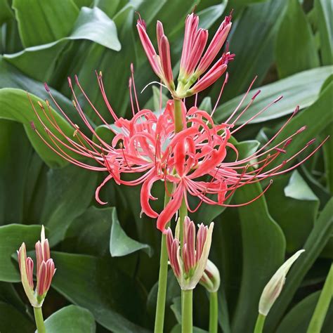 Heirloom Red Spider Lily Lycoris Radiata Bulbs Fall Blooming Perennial Perfect For Southern