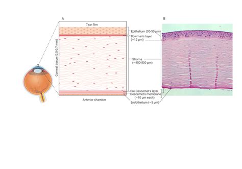 Human Corneal Layers A Schematic Representation And B