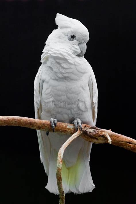 A Sad White Parrot With A Tuft Sits On A Branch Against A Dark