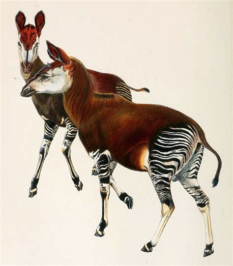 Okapi Unusual Animals Animal Drawings