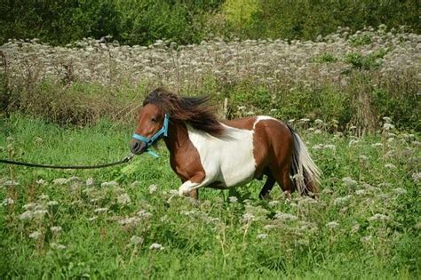 horses breed  predict  colic risk ihearthorsescom