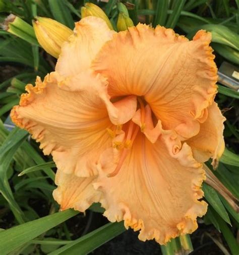 17 Best Images About Daylily Beauty Part 3 On Pinterest Seasons