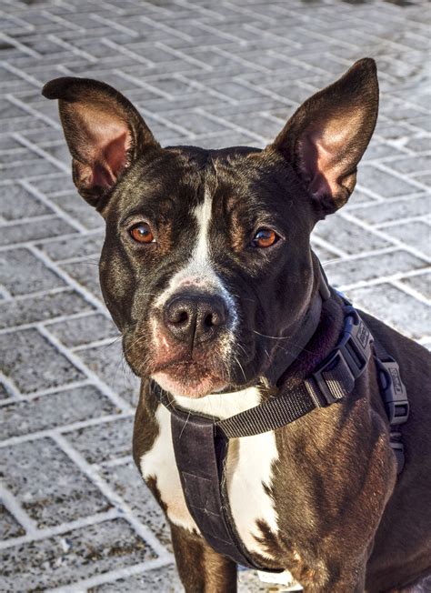 American staffordshire terrier information including personality, history, grooming, pictures, videos, and the the american staffordshire terrier, known to their fans as amstaffs, are smart, confident. Jara American Stafford Terriër | Pawshake (met ...