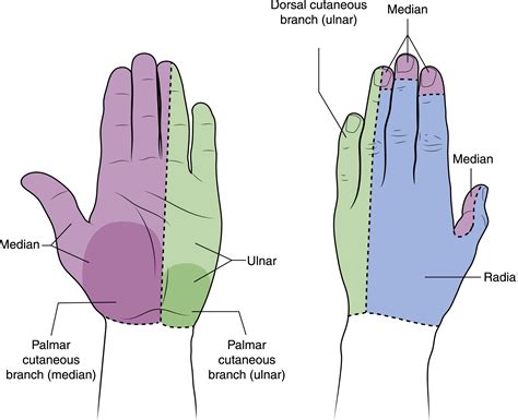 Entrapment Neuropathies Of The Upper Extremity Medical Clinics