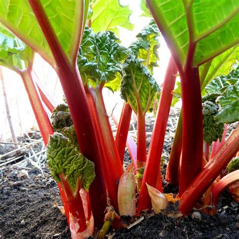 Our Favourite Rhubarb Varieties
