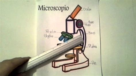 10 Dibujo De Microscopio Compuesto Y Sus Partes Kulturaupice Porn Sex Picture
