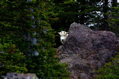 The Story Of The Olympic Mountain Goat Kids At Northwest Trek