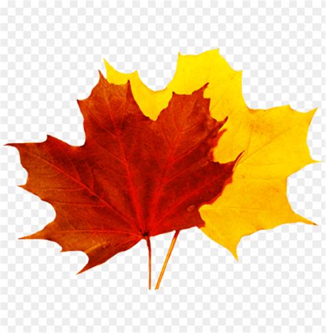 Fall Leaf Transparent Background Clip Art Library