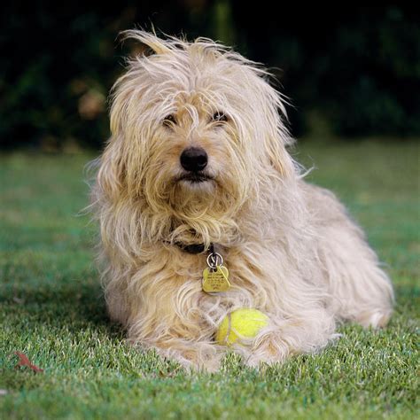 Shaggy Brown Dog With Tennis Ball Photograph By Animal Images Pixels