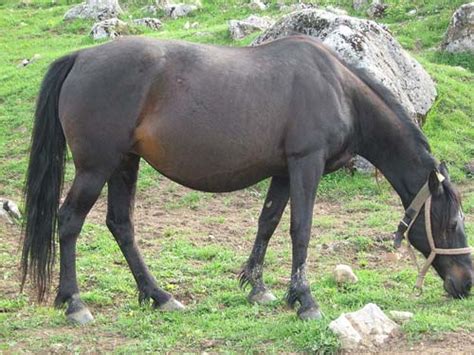 bosnian mountain horse bosnian pony info origin history pictures