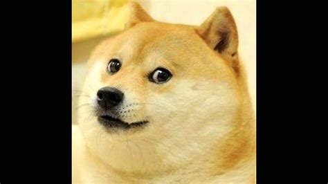 Tan akita dog, doge, memes, face, full frame, large group of objects. So Doge - YouTube