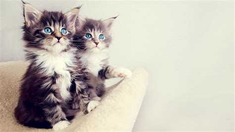 cute kitten wallpapers ·① wallpapertag