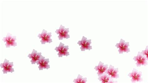 I created a simple animated gif using some white words in a transparent background. Transparent Background Flowers Hibiscus GIF - TransparentBackgroundFlowers Background Flowers ...