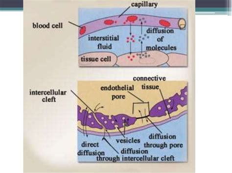 Blood Vessels Physiology