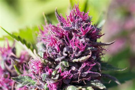 9 Best Purple Strains Weedseedshop