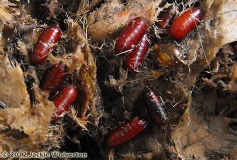 Worm Cocoons Red Worm Composting