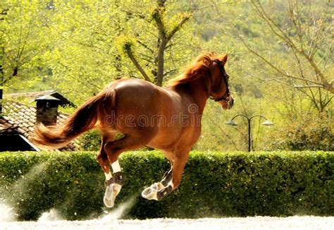 Beautiful Brown Horse Galloping In Paddock Freely Stock Image Image
