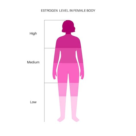 Premium Vector Estrogen Level Color Chart Sex Hormone Production By