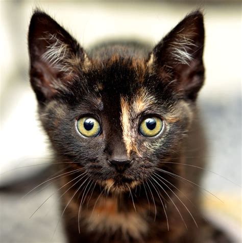 Tortie By Josh Norem Via 500px Tortie Kitten Kittens Cutest Kittens