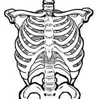 Human Ribcage Stock Clipart Royalty Free Freeimages