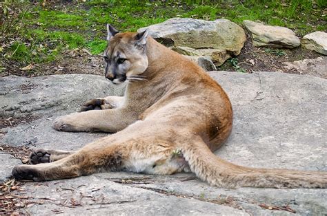 cougar restin on a rock photograph by chris flees