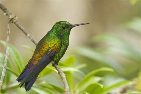 12 Birds Of Tobago