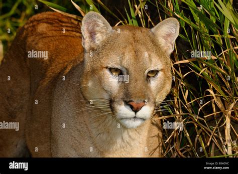 Close Up Of A Mountain Lion Stalking Prey In Tall Grass Stock Photo Alamy
