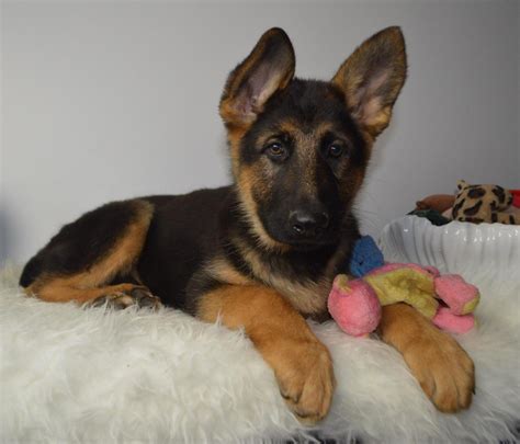 6 Month Old German Shepherd Food Training And Behaviour Dog Breed