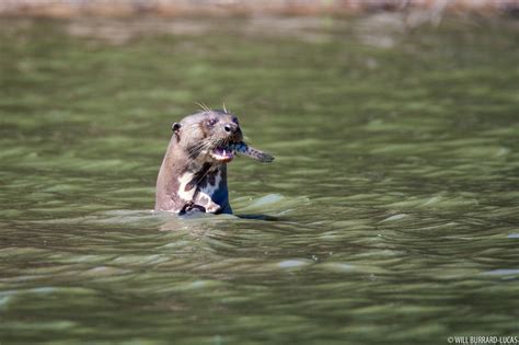 Otter With A Fish Will Burrard Lucas