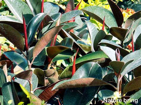 How To Care For Rubber Plant Growing Rubber Tree Plants Ficus