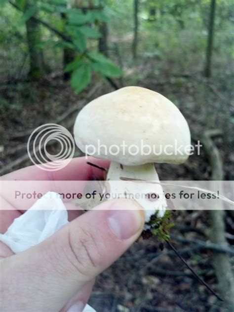 Whats Going On In Sw Ohio Mushroom Hunting And Identification