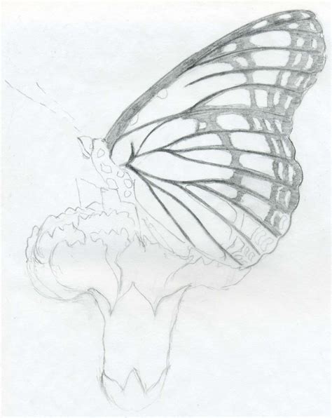 Start today and improve your skills. Butterfly Pencil Drawings You Can Practice