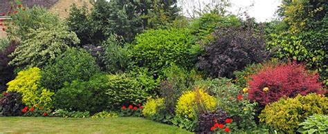 Martha Olsen Small Flowering Shrubs Uk Choosing The Best Low