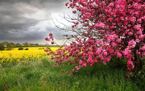 Springtime Rape Blossoms Clouds Sky Field Cherry Hd Wallpaper