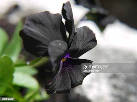 Black Pansy Photos And Premium High Res Pictures Getty Images