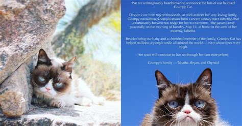 Rip Grumpy Cat Internets Favourite Feline Passes Away At The Age Of 7