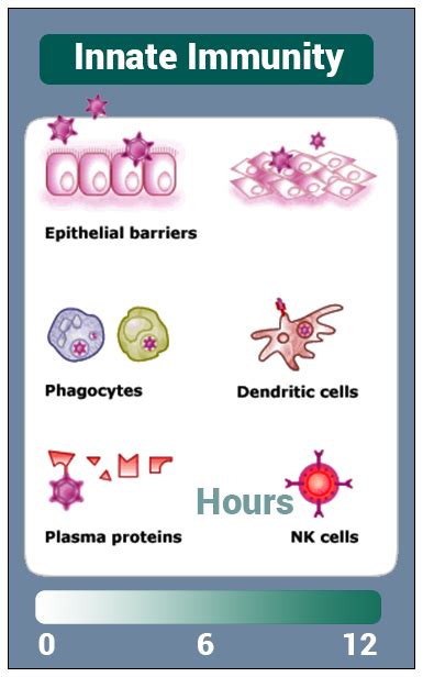 Immunology Introduction To Immune Systemtypes And Its Disorders
