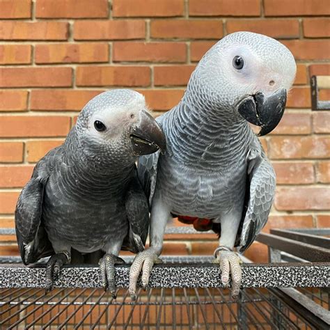 African Grey For Sale African Grey Parrot For Sale