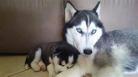 Proud Siberian Husky Dad Plays With Its 9 Babies For The 1st Time
