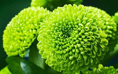 Are There Any Green Flowers Essential Garden Guide