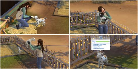 The Sims 4 Horse Ranch How To Get Mini Goats And Sheep And Take Care